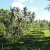 Bali-Landschaft (4)